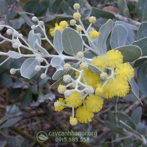 Mimosa - Acacia podalyriifolia