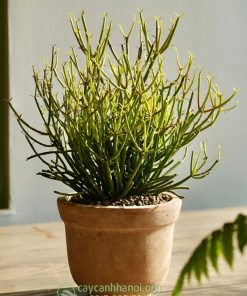 Bán cây xương cá trồng chậu đẹp