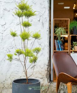 Cách trồng cây liễu hoàng kim trồng chậu