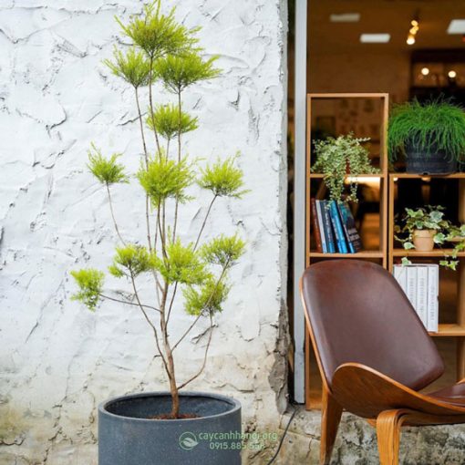 Cách trồng cây liễu hoàng kim trồng chậu
