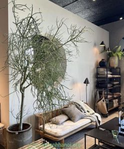 Cách chăm sóc cây giao san hô tại nhà