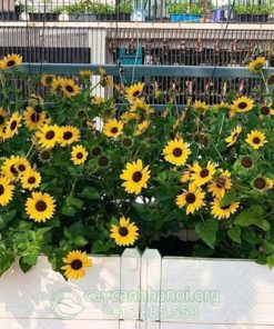 Cách trồng và chăm sóc cây hoa hướng dương thân gỗ