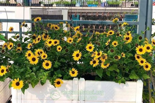 Cách trồng và chăm sóc cây hoa hướng dương thân gỗ