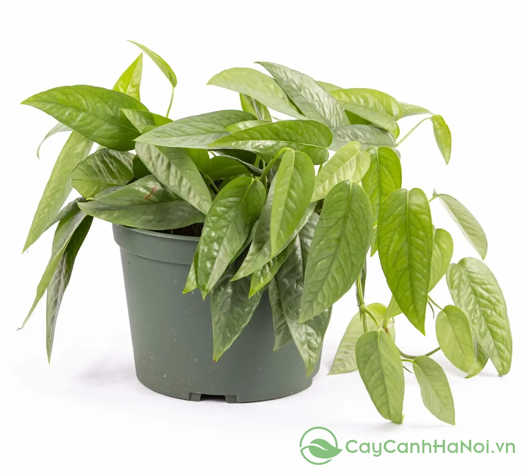 Cây Cảnh Hà Nội là đơn vị được nhiều khách hàng tin tưởng