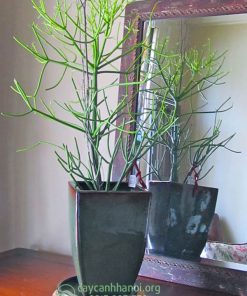 Cây giao san hô trồng chậu sứ trang trí nội thất