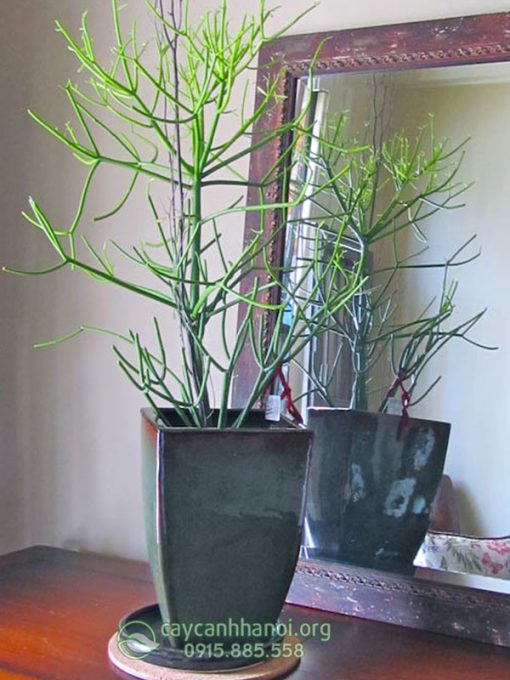 Cây giao san hô trồng chậu sứ trang trí nội thất