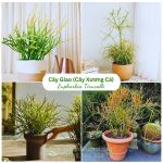 Cây Giao (Cây Xương Cá)