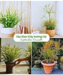 Cây giao còn có tên gọi khác là cây xương cá, cây san hô màu