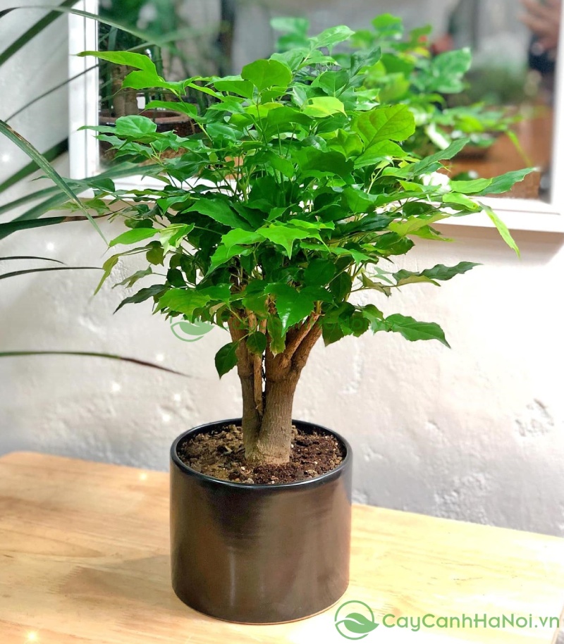 Cây hạnh phúc gửi gắm thông điệp về niềm vui và sự viên mãn trong cuộc sống