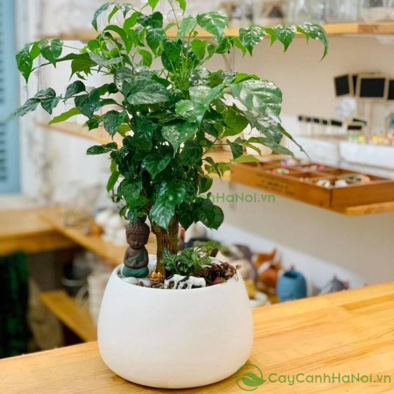 Thiết kế cây hạnh phúc tiểu cảnh nhỏ gọn phù hợp đặt trên bàn