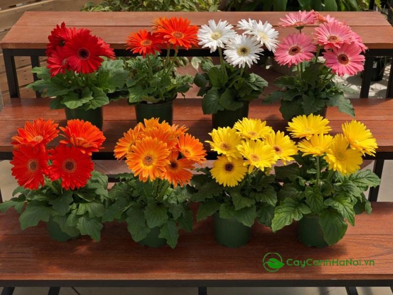 Cây hoa đồng tiền được coi là biểu tượng của sự giàu có và thành đạt
