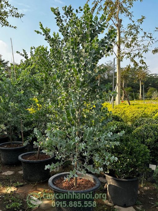 Cây Mimosa dáng thông