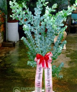 Cây hoa Mimosa trồng chậu làm quà tặng