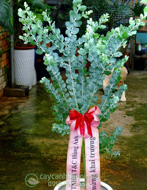 Cây hoa Mimosa trồng chậu làm quà tặng