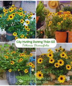 cây hướng dương thân gỗ đẹp
