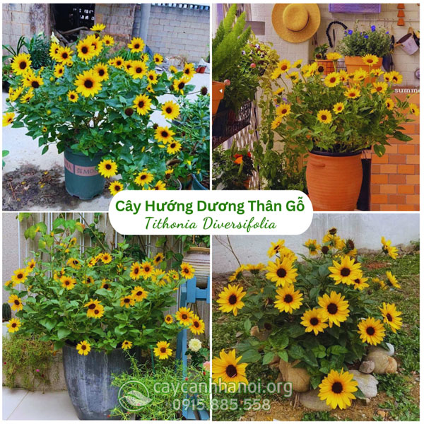 cây hướng dương thân gỗ đẹp
