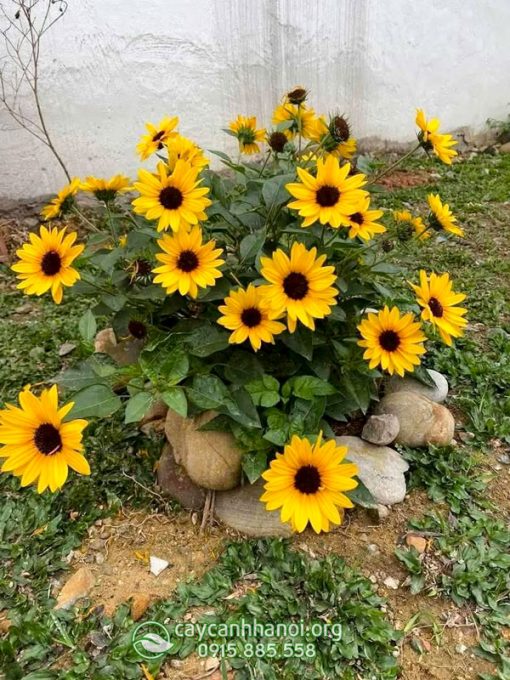 Cây hướng dương thân gỗ trồng sân vườn