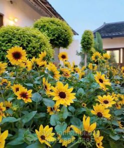 Cây hướng dương thân gỗ trồng trang trí quán cà phê