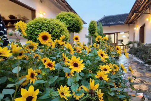 Cây hướng dương thân gỗ trồng trang trí quán cà phê