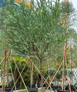 Cây keo lá bạc dáng tree