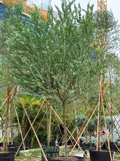 Cây keo lá bạc dáng tree