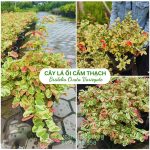 Cây Lá Ổi Cẩm Thạch (Bridelia Ovata Variegate)