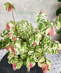 Cây lá ổi cẩm thạch có hoa văn lá độc đáo