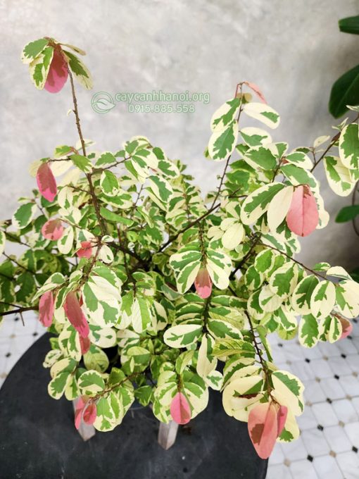 Cây lá ổi cẩm thạch có hoa văn lá độc đáo