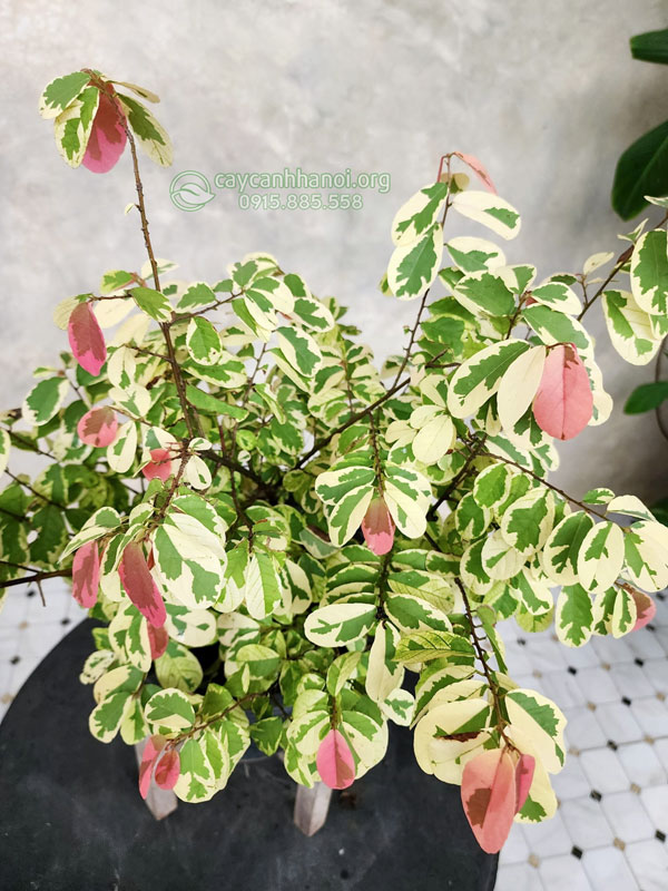Cây lá ổi cẩm thạch có hoa văn lá độc đáo