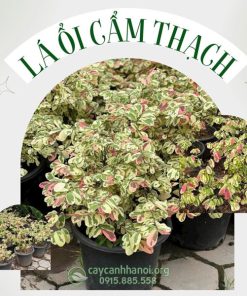 Cây lá ổi cẩm thạch có thể trồng chậu trang trí ban công, sân thượng