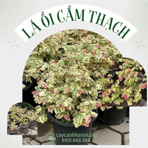 Cây lá ổi cẩm thạch có thể trồng chậu trang trí ban công, sân thượng