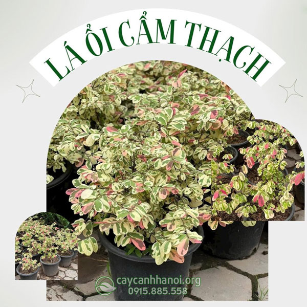 Cây lá ổi cẩm thạch có thể trồng chậu trang trí ban công, sân thượng