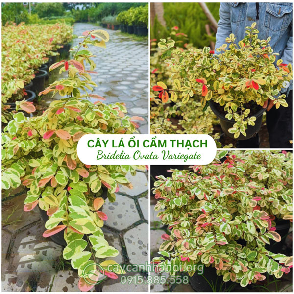 Cây lá ổi cẩm thạch