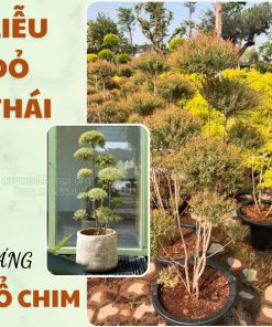 Liễu đỏ thái dáng tổ chim