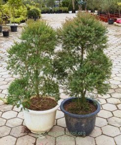 Cây liễu đỏ thái có thân gỗ