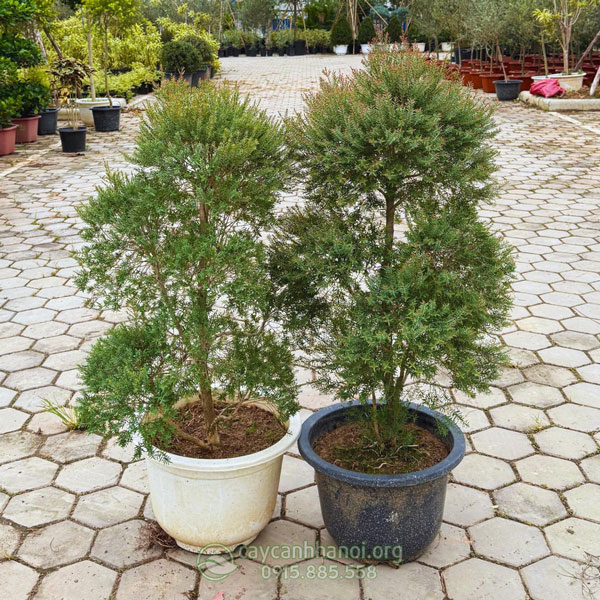 Cây liễu đỏ thái có thân gỗ