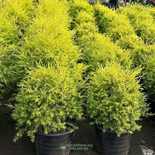 Cây liễu hoàng kim mini