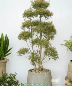 Cây liễu thái đỏ mang ý nghĩa phong thủy tốt