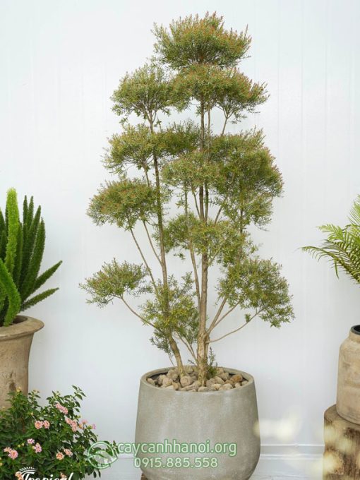 Cây liễu thái đỏ mang ý nghĩa phong thủy tốt