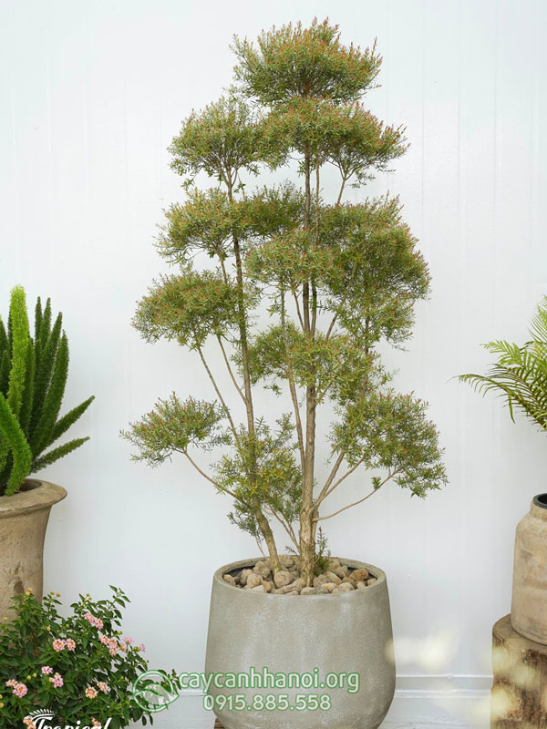 Cây liễu thái đỏ mang ý nghĩa phong thủy tốt