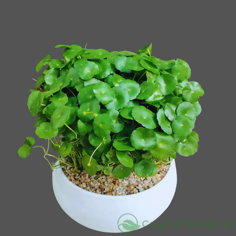 Tặng cây may mắn là một lời chúc cho sự nghiệp của người phụ nữ