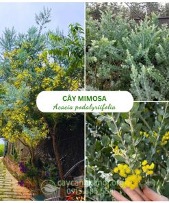 Cây Mimosa