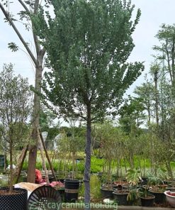 Cây Mimosa cổ thụ