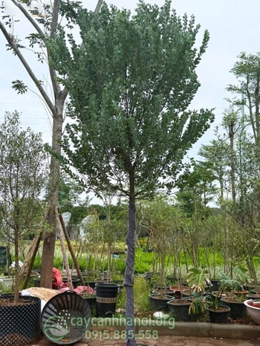Cây Mimosa cổ thụ