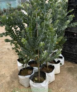 Cây Mimosa dạng bụi
