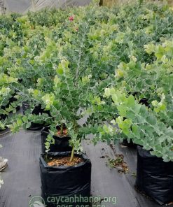 Mua cây Mimosa giống tốt dễ trồng