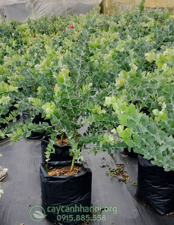 Mua cây Mimosa giống tốt dễ trồng