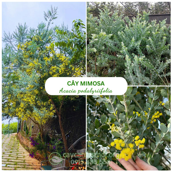 Cây Mimosa