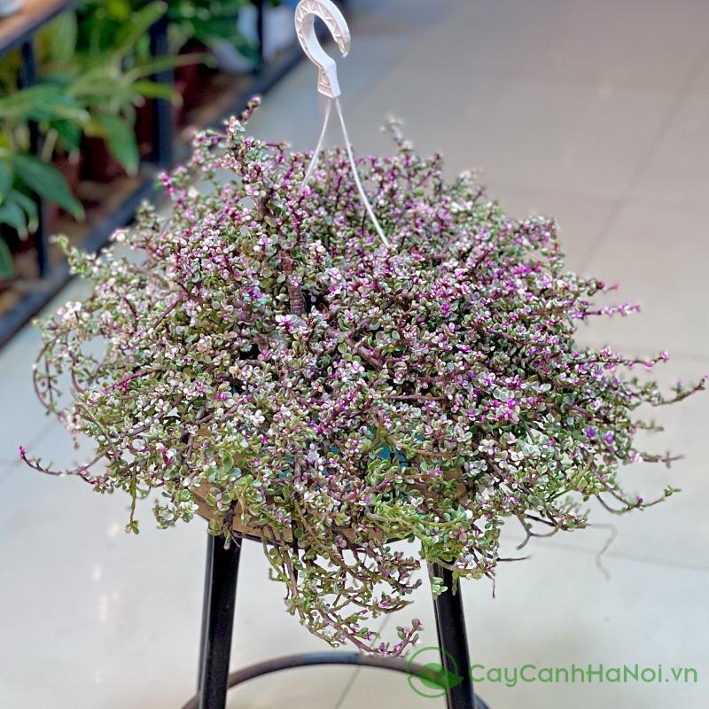 Sen đá đô la hồng cẩm thạch là một món quà độc đáo và ý nghĩa