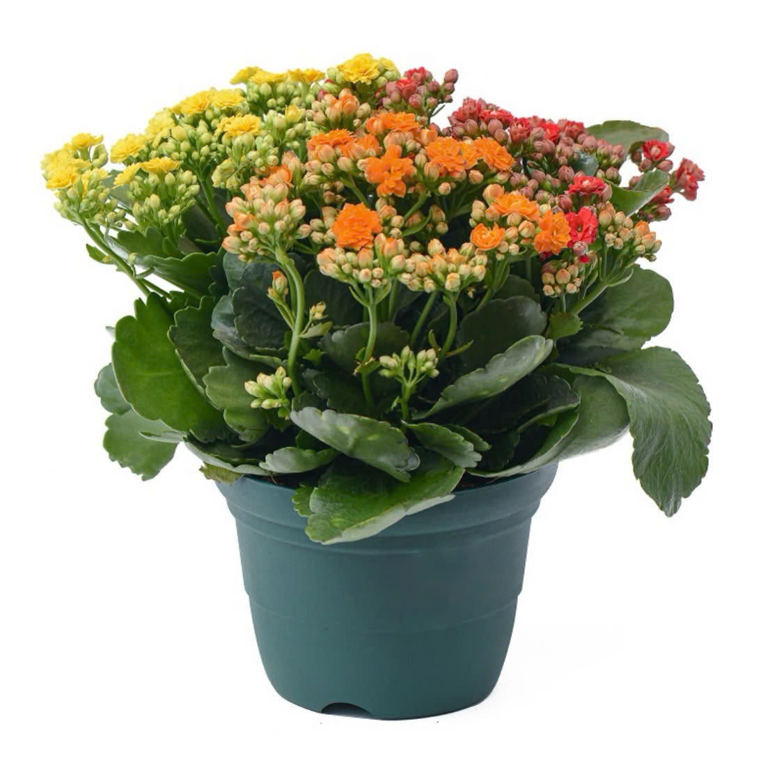 Cây sống đời có thể duy trì sức sống trong hàng chục năm